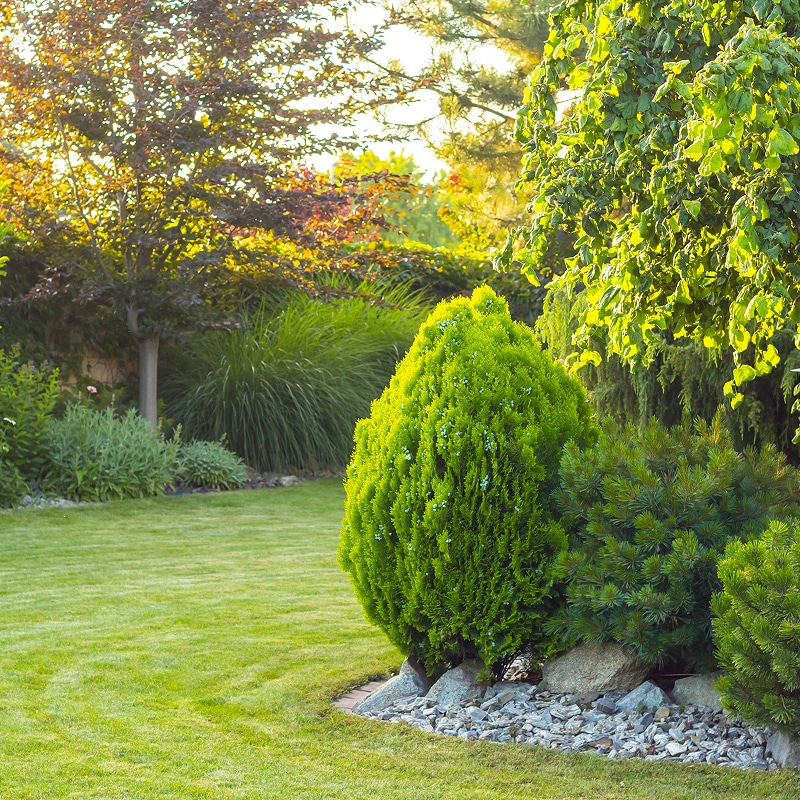Jardin luxuriant : Conifère vif et pelouse ensoleillée Jardin luxuriant avec pelouse bien entretenue, arbuste conifère vert vif en forme de poire, et arbres feuillus en arrière-plan éclairés par le soleil couchant.