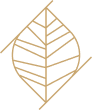 Logo feuille stylisée or : Symbole nature élégant Design stylisé d'une feuille aux nervures marquées, inscrit dans une forme de losange bordé par quatre lignes diagonales, le tout en lignes fines couleur or sur fond noir.